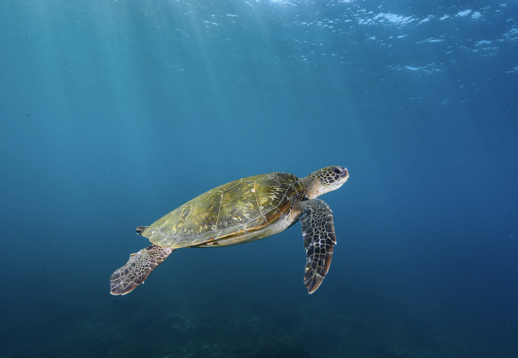 カメか、カメ以外か🐢 | ARK Diving Shop 串本店 カメか、カメ以外か🐢 | ARK Diving Shop 串本店