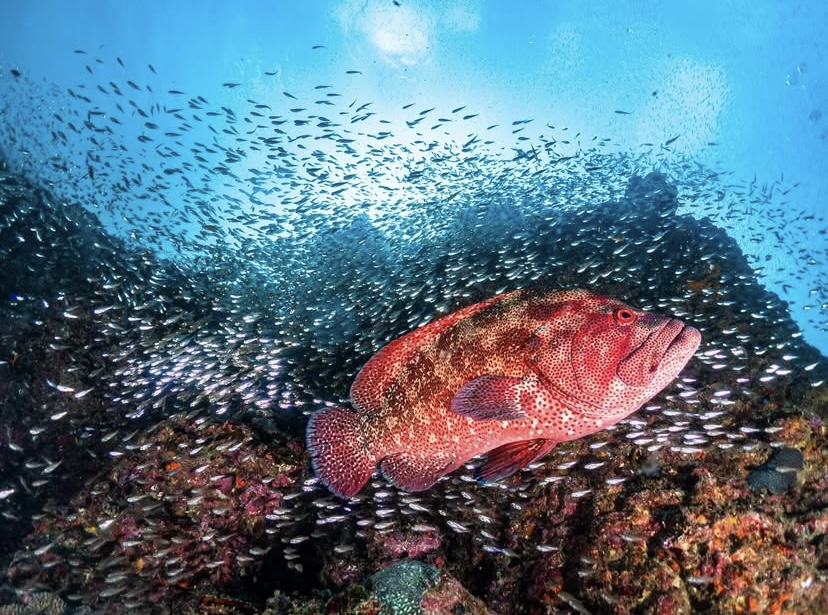 年間で一番の盛り上がりを見せる10月❗️🐟 | ARK Diving Shop 串本店