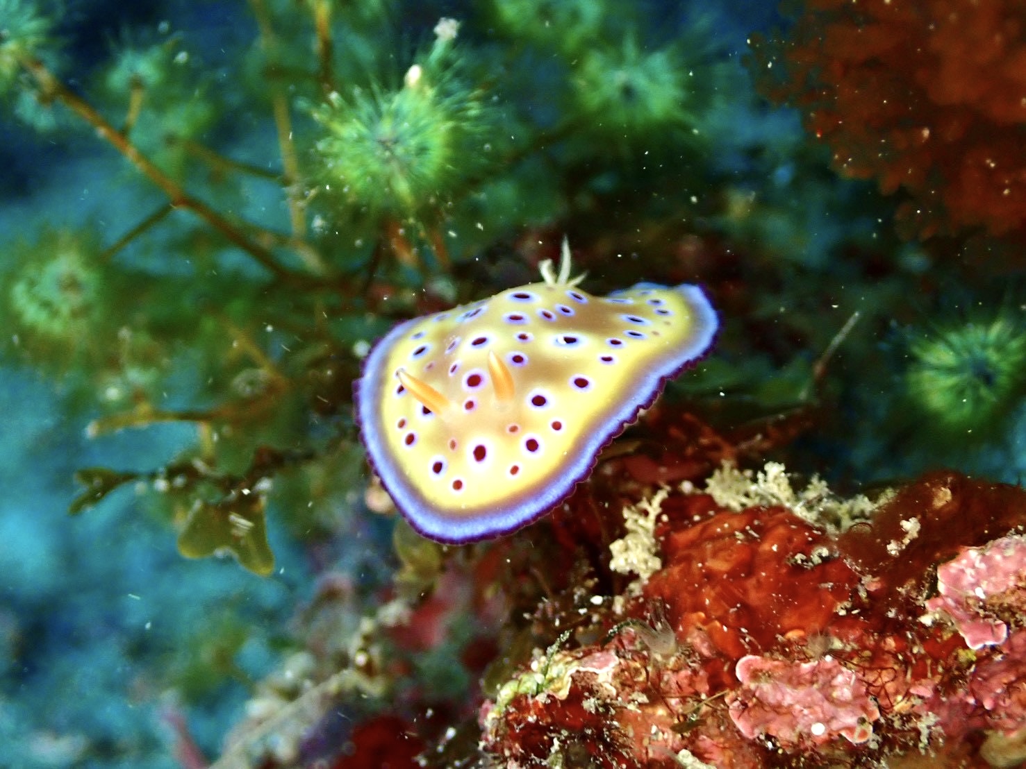 クジャクケヤリ開花開始！🦚 | ARK Diving Shop 串本店