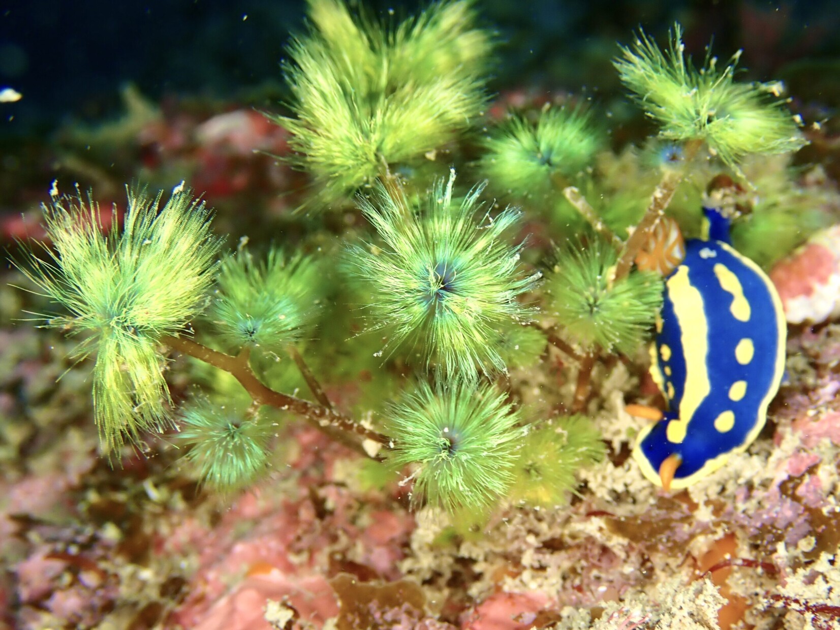 激濁・激うねの海から一夜明けて😮 | ARK Diving Shop 串本店