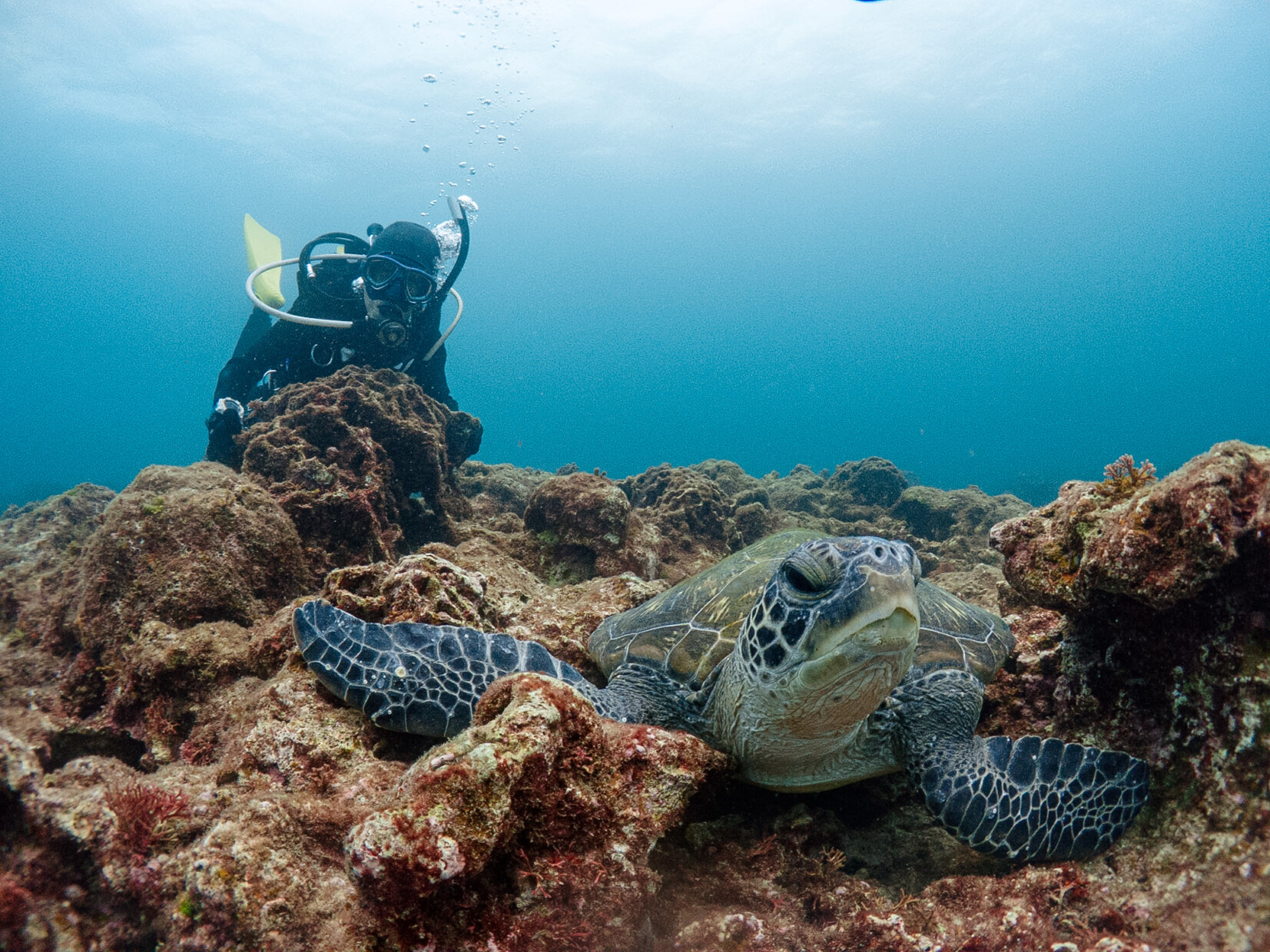 久々にのんびり亀さん登場🐢 | ARK Diving Shop 串本店