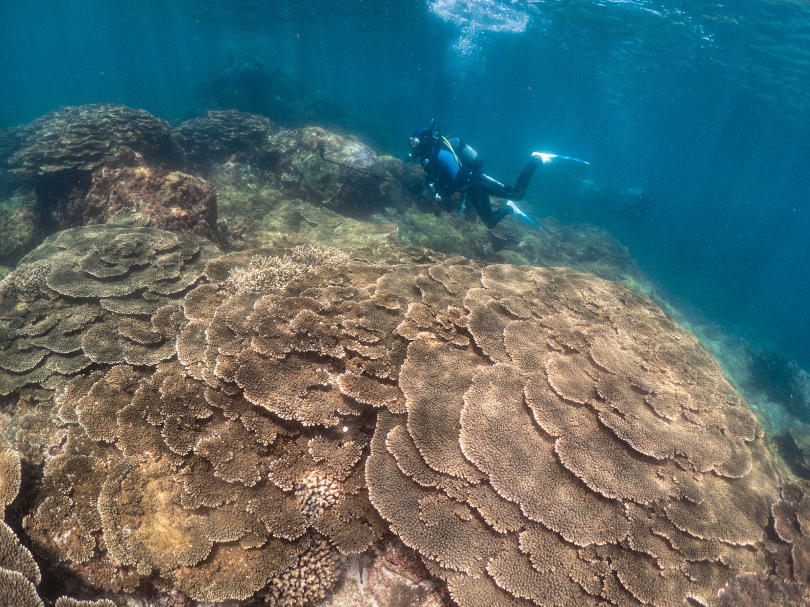 癒しのサンゴテラスへ🪸✨ | ARK Diving Shop 串本店